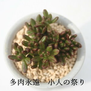 l̍Ղ AGIjE MTCY 5.5cm|bg A sedifolium K[fjO ϗtA rU[vc ChAO[