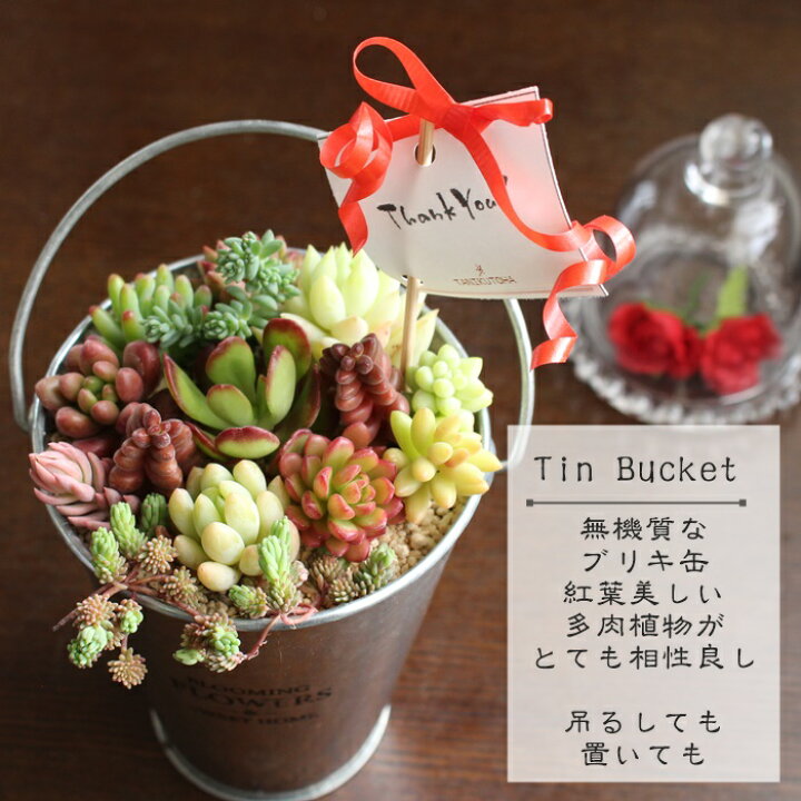 楽天市場】ブリキのバケツ寄せ植え トールシルバー 多肉植物13種 3.5号 