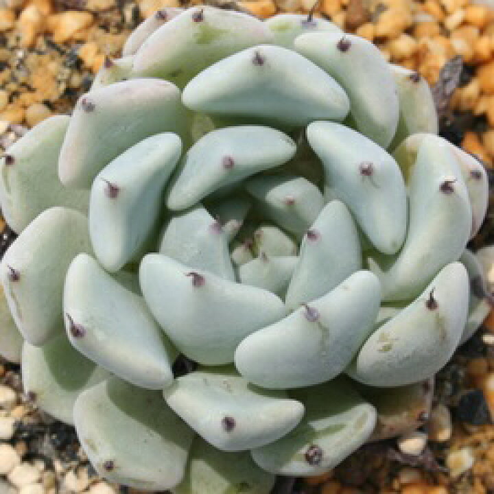 楽天市場】多肉植物 エケベリア 黒爪ザラゴーサ Sサイズ 観葉植物 希少 