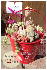 楽天市場 多肉植物 ギフト 鉢花 花 観葉植物 花 ガーデン Diyの通販