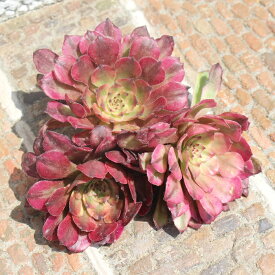 メイヤ アエオニウム 韓国苗 Mサイズ 7.5cmポット aeonium meiya 多肉植物 幹立ち,仔を出すタイプ 中型種 かわいい