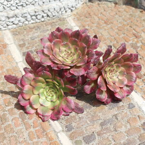 g AGIjE MTCY 5.5cm|bg ؍c aeonium benigao K[fjO ϗtA rU[vc ChAO[