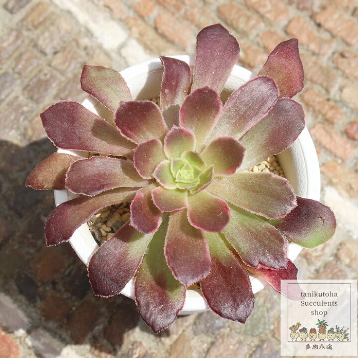楽天市場】アンナ アエオニウム 韓国苗 Mサイズ 7.5cmポット aeonium 