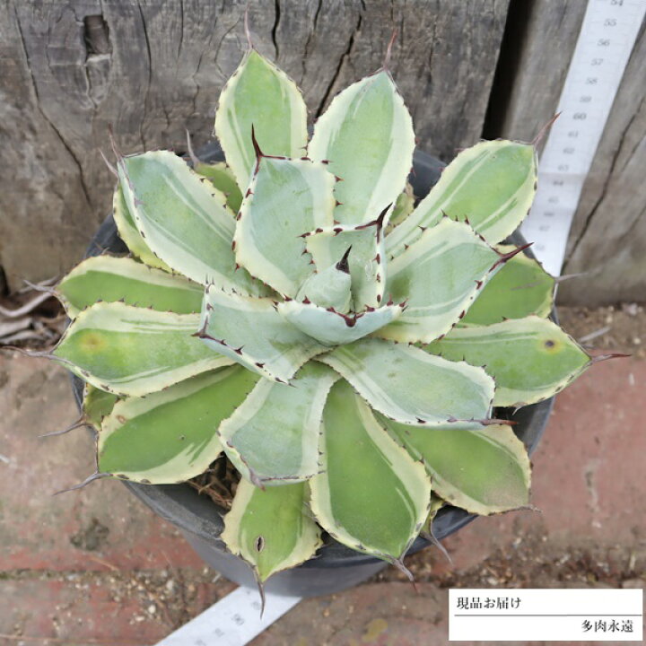 楽天市場】吉祥冠錦 特大 外斑 AAG4 アガベ 送料無料 おすすめ販売 