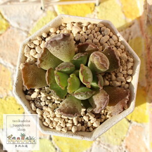 フェスティブス アドロミスクス adroimischus festivus 小型種 ロゼットタイプ きれい 寄せ植えにも 多肉植物