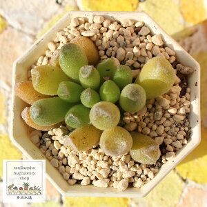 達磨神想曲 アドロミスクス adroimischus 小〜中型種 葉を重ねるタイプ きれい 寄せ植えにも 多肉植物