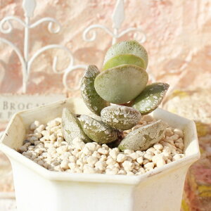 w~XpGNX Ah~XNX MTCY 5.5cm|bg adroimischus hemisphaericus `^ td˂^Cv ꂢ 񂹐Aɂ A