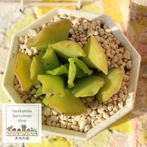 ゼイヘリー アドロミスクス Mサイズ 5.5cmポット adroimischus cristatus var. zeyheri, dmc 336, oribi 小〜中型種 葉を重ながら仔を出すタイプ きれい 寄せ植えにも 多肉植物