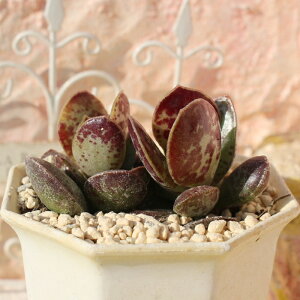 P䏊 Ah~XNX MTCY 5.5cm|bg adroimischus trigynus `^ tdȂeo^Cv N₩ AtJY A