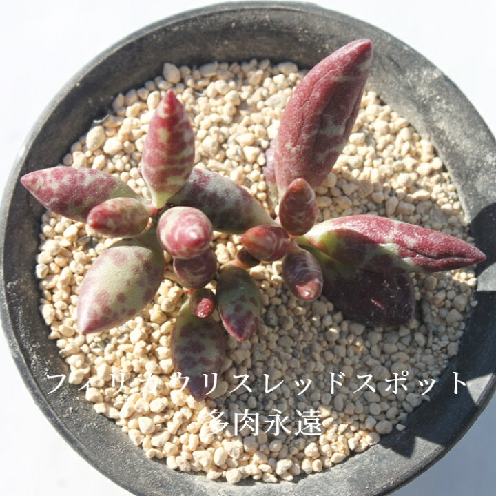 楽天市場 フィリカウリスレッドスポット アドロミスクス Mサイズ 5 5ｃｍポット Adroimischus Filicaulis Ssp Red Spotted 小 中型種 葉を重ねながら仔を出すタイプ きれい 寄せ植えにも 多肉植物 株式会社多肉永遠楽天市場店