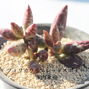 tBJEXbhX|bg Ah~XNX MTCY 5.5cm|bg adroimischus filicaulis ssp. 'red spotted' `^ td˂Ȃeo^Cv  N₩ A