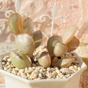 金天章 アドロミスクス Mサイズ 5.5cmポット adroimischus 小〜中型種 下垂タイプ 珍品 多肉植物