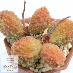 hAbh Ah~XNX STCY 5.5cm|bg adroimischus filicaulis flagilis fesensis `^ i  A