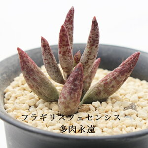 tMXtFZVX Ah~XNX MTCY 5.5cm|bg adroimischus filicaulis flagilis fesensis `^ td˂^Cv N₩ AtJY A