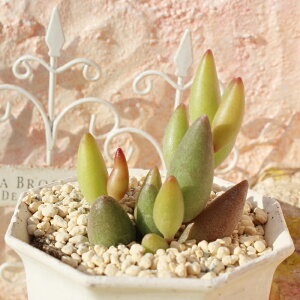 マルロッチー アドロミスクス Mサイズ 5.5cmポット adroimischus filicaulis ssp. marlothii 多肉植物 小〜中型種 下垂タイプ