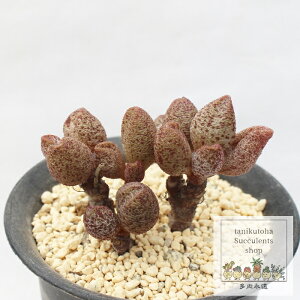 R[q[R[ Ah~XNX MTCY 5.5cm|bg Adroimischus Coffee Corn `^ ꂢ A