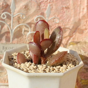 J[ Ah~XNX MTCY 5.5cm|bg adroimischus color ^ tdȂeo^Cv ꂢ 񂹐Aɂ A