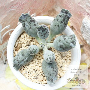 BVя Ah~XNX MTCY 5.5cm|bg Adroimischus tenkinsyoudaruma `^ i A