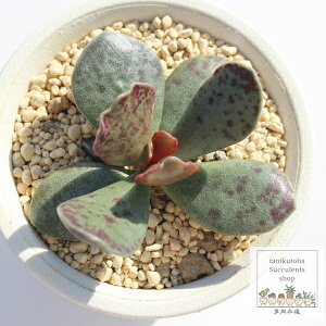 AUV Ah~XNX MTCY 5.5cm|bg adroimischus azarashi `^ [bg^Cv A