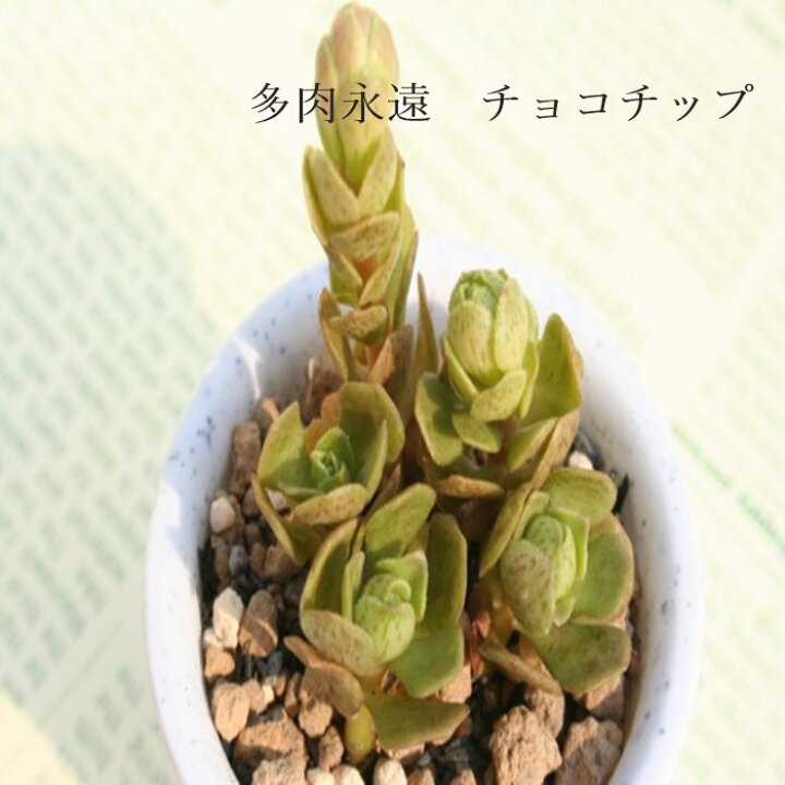 楽天市場】チョコチップ アエオニウム Mサイズ 6cmポット 
