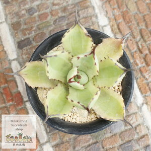 �A�K�x �g�ˊ��� �O�� �����A�� Agave potatorum 'Kissho Kan' variegata ������ �ϗt�A�� �C���e���A ���N�� ���� �h���C�K�[�f�� ��Ă₷��