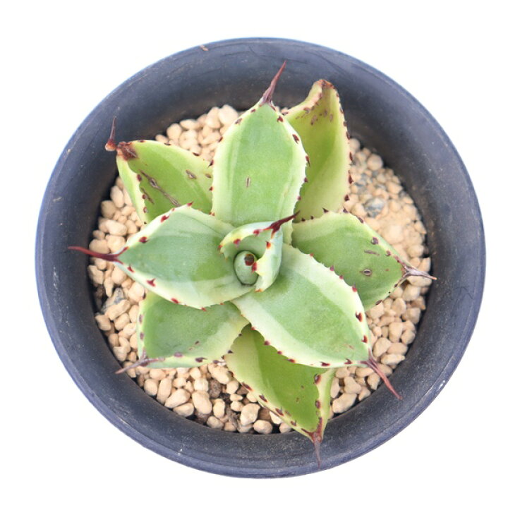 楽天市場】アガベ 吉祥冠錦 外斑 多肉植物 Agave potatorum 