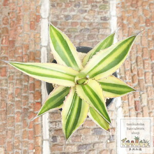 ܐF MTCY7.5cm|bg AKx Agave lophantha f. variegata h A jO 蕨