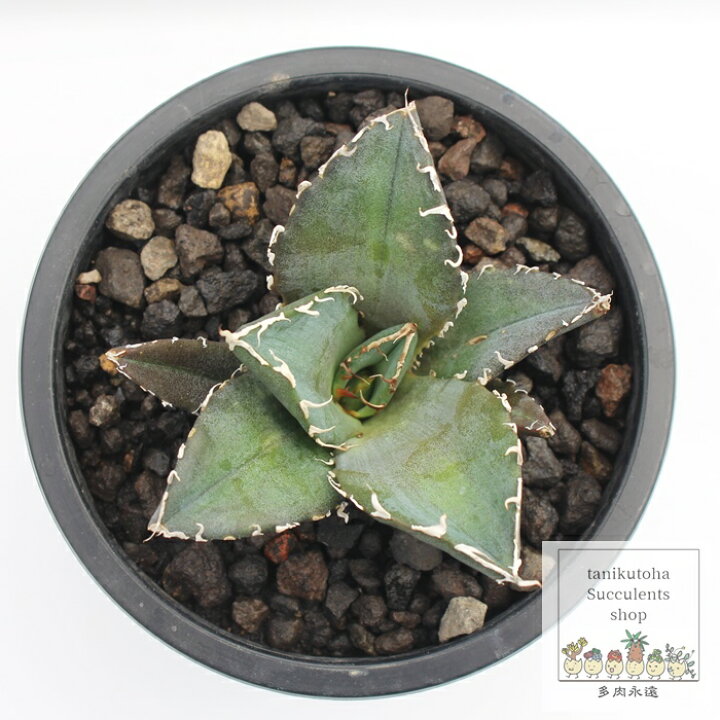 楽天市場】アガベ チタノタ 白鯨 多肉植物 Agave titanota 