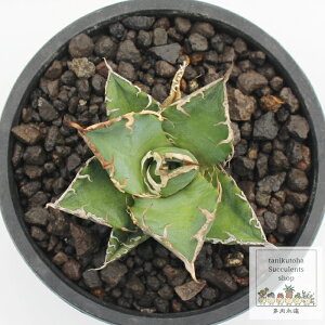 �A�K�x �`�^�m�^ �V�[�U�[ �ϗt�A�� �����A�� Agave titanota 'Caesar' �C���e���A ���N�� ���� �h���C�K�[�f�� ��Ă₷�� ���N��