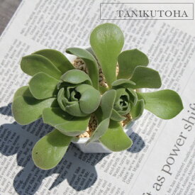 多肉植物 レモネード アイクリソン Aichryson 'Lemonade' 観葉植物 多肉永遠 インドアグリーン 庭 ガーデニング ベランダガーデン 寄せ植え