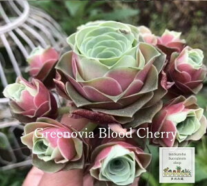 ubh`F[ Jbgc Om[rA MTCY 5.5cm|bgA ؍c greenovia blood cherry hCK[f N K[fjO ϗtA x_K[f