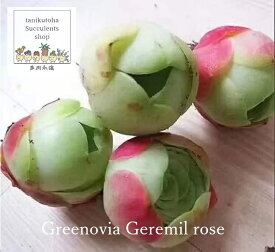 ジエルミルローズ カット苗 グリノービア Mサイズ 5.5cmポット 韓国苗 greenovia geremil rose 幹立ち,仔を出すタイプ 小～中型種 きれい かわいい