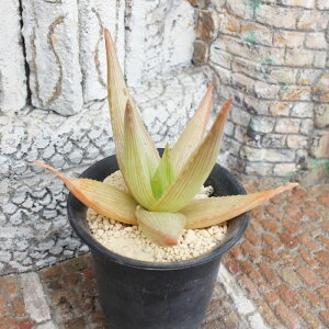 CreVX AG MTCY6cm|bg aloe black boy `^ ^Cv ꂢ 񂹐Aɂ A