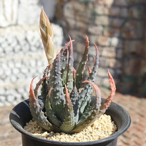 鉤 AG MTCY5.5cm|bg aloe humilis `^ e^Cv   A