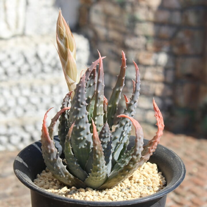 楽天市場】帝王錦 アロエ Mサイズ5.5cmポット aloe humilis 小〜中型 
