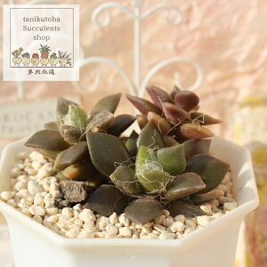̏ AiJvZX MTCY 5.5cm|bg anacampseros rufescens variegata ^ tdˎeo^Cv ꂢ 񂹐Aɂ A