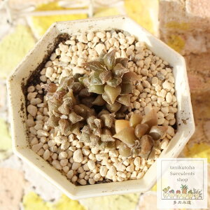 クラウンウィリアム アナカンプセロス Mサイズ 5.5cmポット anacampseros crown william 極小型種 葉を重ね仔を出すタイプ きれい 寄せ植えにも 多肉植物