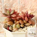 紅吹雪 アナカンプセロス Mサイズ 5.5cmポット anacampseros 小型種 葉を重ね仔を出すタイプ きれい 寄せ植えにも 多肉植物