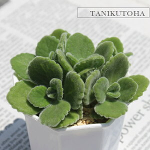 A|CX REX MTCY 5.5cm|bg `^ ^Cv A