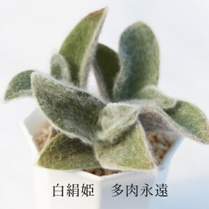 白絹姫 トラデスカンチア Mサイズ5.5cmポット tradescantia fusucata 小〜中型種 葉を重ねるタイプ 多肉植物