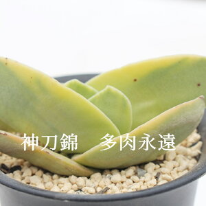 神刀錦 クラッスラ Mサイズ6cmポット Crassula FALCTA F. VARIEGATA 多肉植物 小〜中型種 葉を重ねるタイプ 男前 かわいい