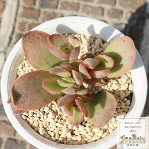 マネーメーカー クラッスラ Mサイズ5.5cmポット Crassula money maker 多肉植物 小〜中型種 葉を重ねるタイプ 多肉植物 男前 かわいい おしゃれ 贈り物 癒し