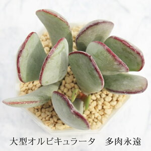 大型オルビキュラータ コチレドン Mサイズ6cmポット Cotyledon tomentosa 多肉植物 小〜中型種 仔を出すタイプ 微毛 かわいい おしゃれ 男前