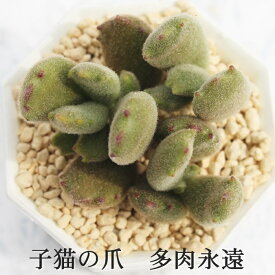 子猫の爪 コチレドン Mサイズ6cmポット Cotyledon ladismithiensis 'konekonotume' 多肉植物 小〜中型種 仔を出すタイプ 微毛 かわいい おしゃれ 男前