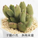 子猫の爪 コチレドン Mサイズ6cmポット Cotyledon ladismithiensis 'konekonotume' 多肉植物 小〜中型種 仔を出すタイプ 微毛 かわいい おしゃれ 男前