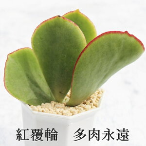 紅覆輪 カット苗 コチレドン Mサイズ5.5cmポット Cotyledon macrantha var. virescens 多肉植物 小〜中型種 葉を重ねるタイプ かわいい おしゃれ 男前