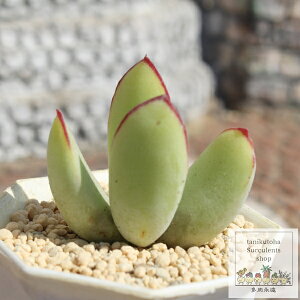 白美人 コチレドン Mサイズ5.5cmポット Cotyledon 'hakubijin' 多肉植物 小〜中型種 葉を重ねるタイプ