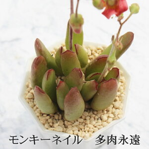 L[lC R`h MTCY5.5cm|bg Cotyledon monkey nail A i