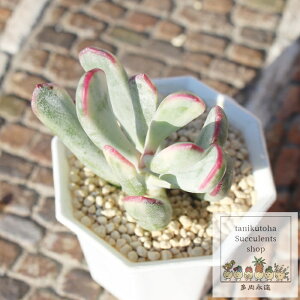 福娘錦 カット苗 コチレドン Mサイズ5.5cmポット 韓国苗 Cotyledon orbiculata varirgata 多肉植物 小〜中型種 幹立ちタイプ 葉を重ねるタイプ かわいい おしゃれ