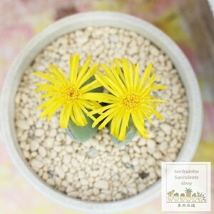 T RmtBc MTCY 5.5cm|bg `^  Conophytum elishae A